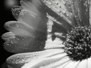 Infiltrazioni condominio legittimazione passiva