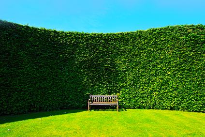 Per abbellire le case con le siepi non è necessario alcun titolo ... Recinzioni giardini privati