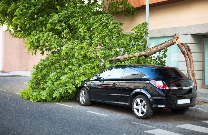 Burrasca Caduta Di Un Albero E Responsabilita Del Proprietario
