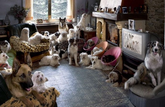 Troppi cani in casa. Proprietaria condannata per disturbo della ...