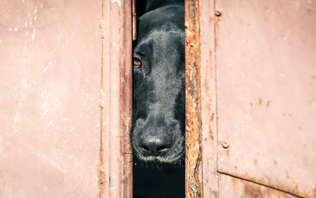 Cane tenuto in garage o box: cosa fare?