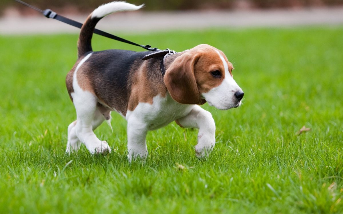 Il cane del condomino al guinzaglio non esonera da responsabilità