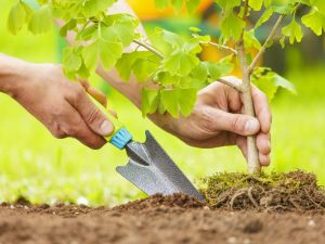 Condominio: uso della cosa comune. E' lecito piantare alberi e fiori nel giardino condominiale