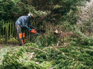 Alberi condominiali: abbattimento, manutenzione e ripartizione delle spese