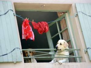 Detenzione di animali domestici e cose comuni: che cosa fare per evitare le lamentele dei vicini?