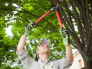 Come vanno ripartite le spese per la potatura degli alberi?