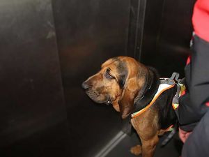 È vietato portare i cani in ascensore?