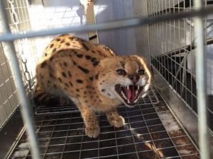 Stop alla detenzione di animali esotici e potenzialmente pericolosi. Una sentenza che potrà avere risvolti anche in ambito condominiale