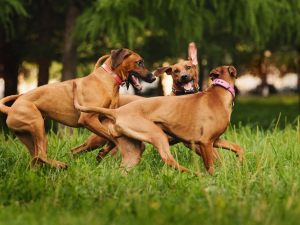 Cani nel giardino condominiale. Possono accedervi a condizioni che siano rispettate le regole di igiene e sicurezza