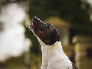 Cani e disturbo dei vicini. Rispondono penalmente i proprietari dell'appartamento che ospitano gli animali