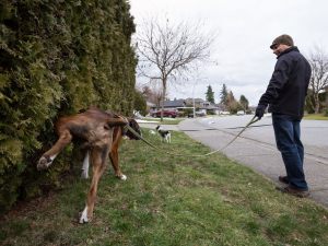 Animali in condominio. Tempi duri per i proprietari dei cani. Nuovi strumenti contro gli incivili di imbrattamento degli spazi pubblici e condominiali