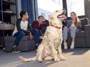 Il registro degli animali d'affezione: un nuovo documento in possesso dell'amministratore di condominio?