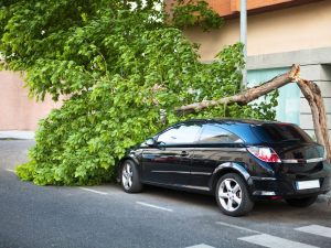 Burrasca, caduta di un albero e responsabilità del proprietario