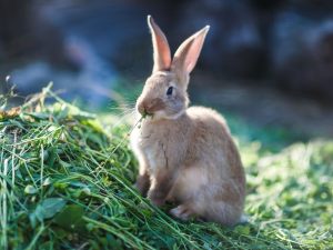 Animali in condominio: i conigli possono ritenersi animali domestici?