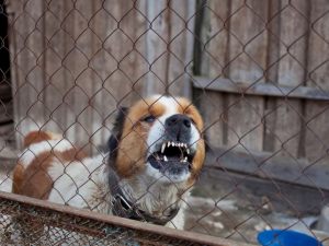 Danni provocati dal proprio cane e pignoramento dell'immobile