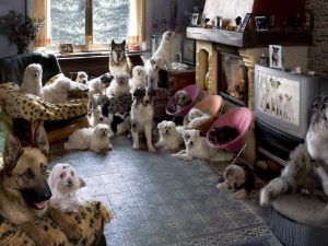 22 cani in casa. Proprietaria condannata per disturbo della quiete pubblica