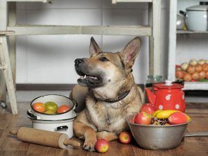 Il Sindaco non può ordinare al proprietario di sloggiare i cani da casa perché abbaiano troppo