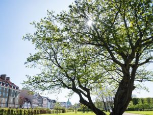 Danni causati da un albero di grandi dimensioni: responsabile il condominio