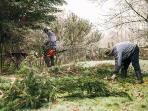 Abbattimento degli alberi di proprietà condominiale: quali maggioranze adottare?