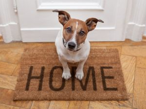 Disturbo del vicinato. Se gli animali sono in buon stato di salute, il Comune non può allontanarli dall'abitazione privata
