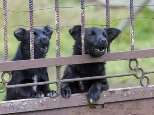 Il limite di tollerabilità dell'uomo e il diritto di abbaiare del cane