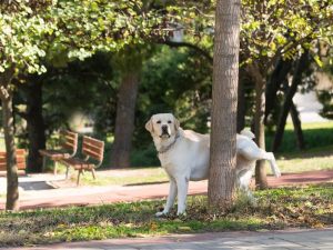 Urina del cane, facciate condominiali e multe al proprietario dell'animale