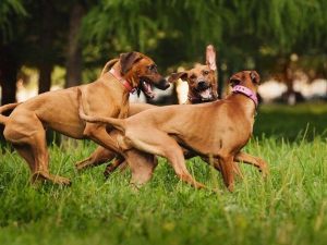 Responsabilità e danni. Quando è obbligatoria l'assicurazione per il proprio cane?