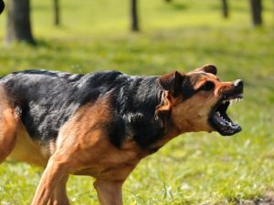 È stalking l'uso dei cani per spaventare i condomini