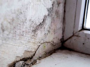 Muffa nell'appartamento in affitto, come comportarsi