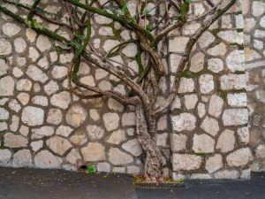 Radici degli alberi nel terreno altrui, come comportarsi