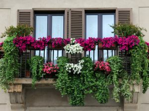 Piante sporgenti dal balcone, le cose da sapere