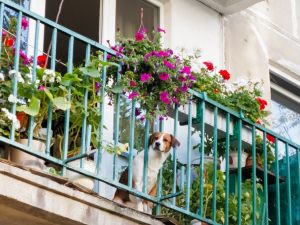 Cani in condominio, le sentenze in materia