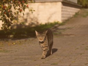 Gatti in condominio, le sentenze in materia