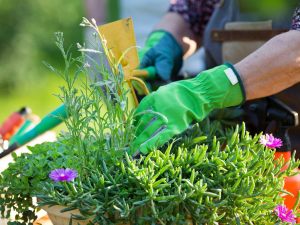 Posso piantare piante nel giardino comune?