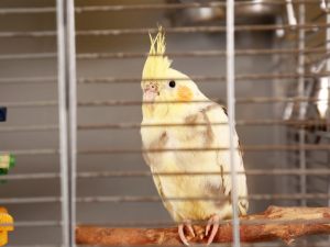 Uccellini del vicino troppo rumorosi, che si può fare?