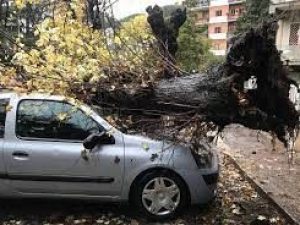Crollo di un albero sull'automobile di un condomino o terzo: chi paga?