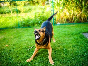 Aggressione del cane e risarcimento