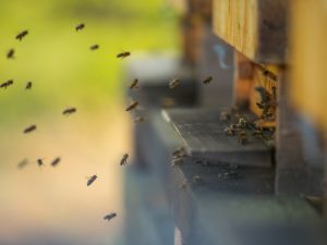 Sciame di api in facciata o dietro alla tapparella: le responsabilità del condominio e dei condòmini