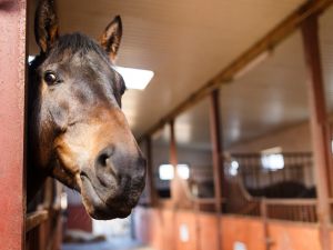 Trasformare una casa rurale con stalla e porcile in un condominio con tre appartamenti. È possibile sfruttando il Sismabonus?