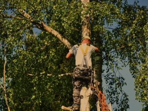 La Cassazione ha sottolineato i rischi che possono gravare sul proprietario del giardino se un pensionato-giardiniere si infortuna.