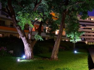 I rami dell'albero di altissimo fusto di un condominio non possono togliere aria e luce, né favorire l'ingresso di insetti nella proprietà vicina