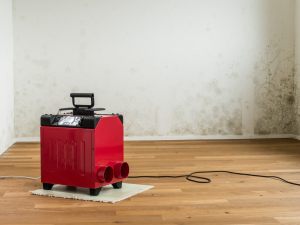Muffa nell'appartamento: il proprietario deve attivarsi per arginare il problema?