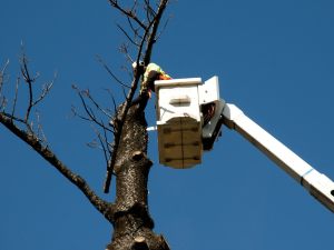 Abbattimento di 41 alberi di alto fusto non pericolanti: una delibera folle