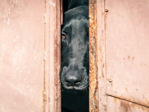 Cane tenuto in garage o box: cosa fare?