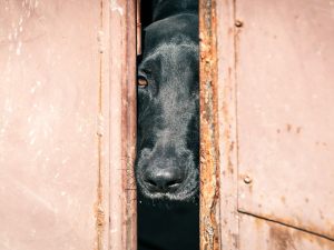 Cane tenuto in garage o box: cosa fare?