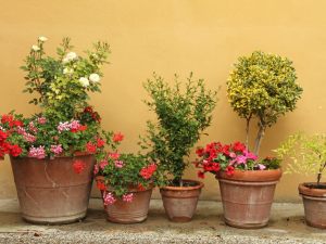 Apposizione di fioriere e oggetti amovibili nel cortile comune da parte di un comproprietario: l'azione volta a contestare le modalità d'uso dell'area comune e l'eccezione di usucapione