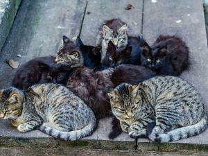 La proprietaria dei gatti deve installare protezioni per evitare intrusioni nei terrazzi dei vicini e risarcire i danni causati dagli animali