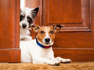 Il divieto di animali nel contratto di locazione è legittimo e non vessatorio